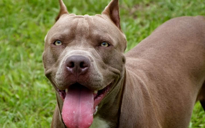 Pit bull com orelha cortada