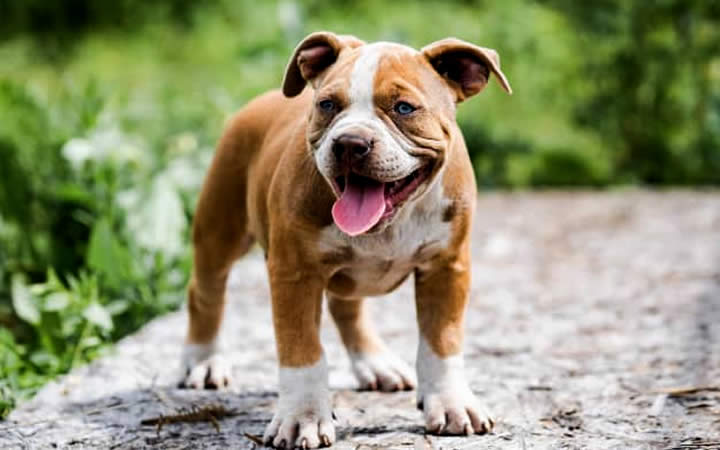 Pit bull filhote