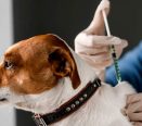 Aplicação de vacina em cão