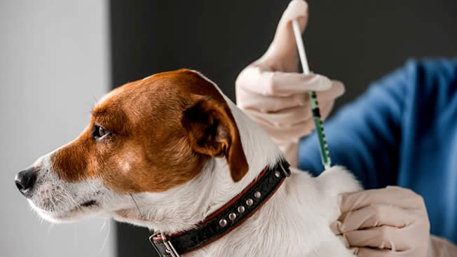 Aplicação de vacina em cão
