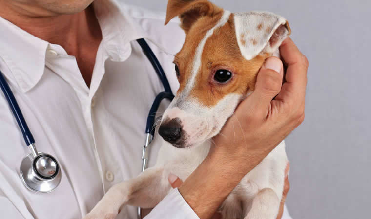 Cachorro no veterinário