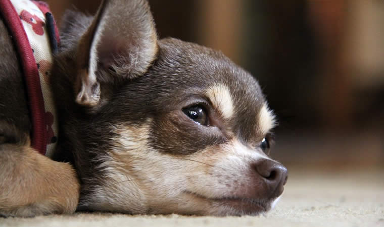 Cachorro com sintomas