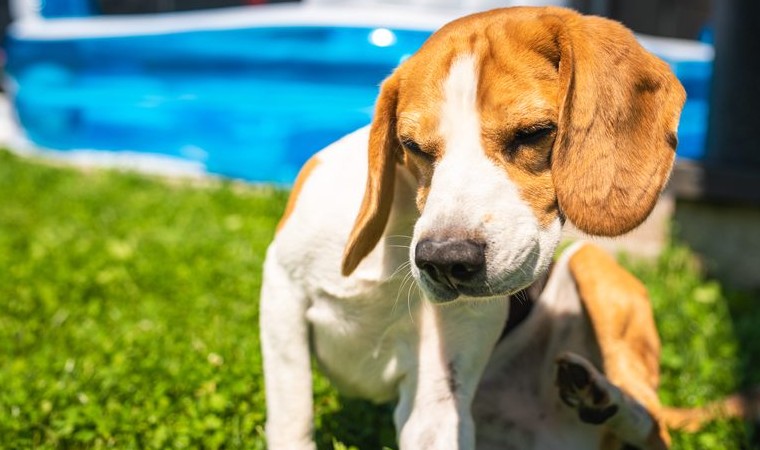 Cãozinho no ambiente