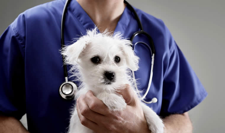 Médico segurando cachorro - Vacina para cães