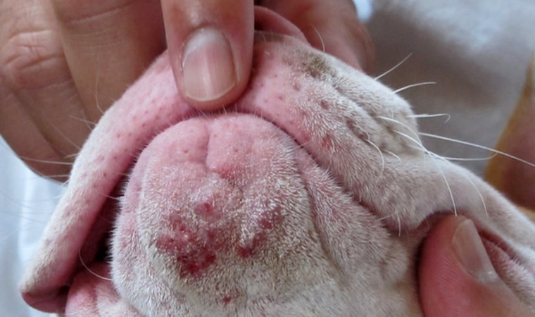 Cachorro com dermatite na boca