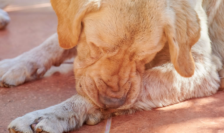 Cachorro se coçando