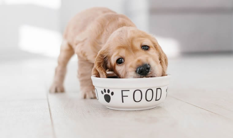 Cão comendo