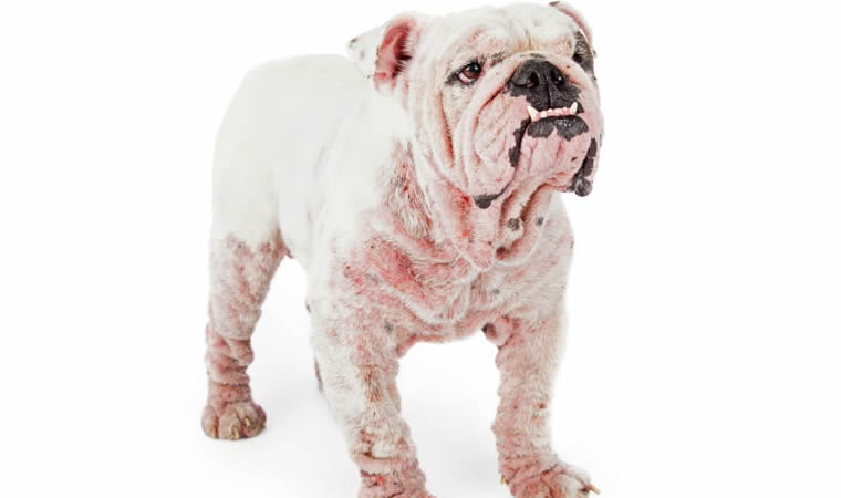 Dermatite canina atópica