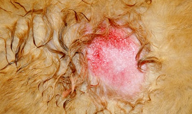 Dermatite em pele de cachorro