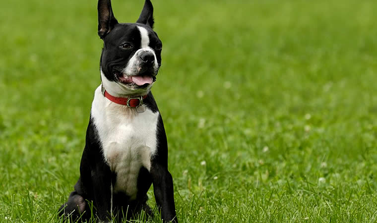 Boston Terrier