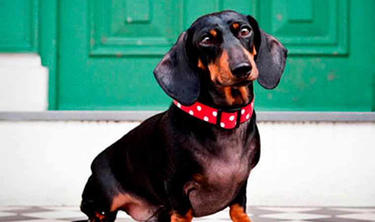 Dachshund - Cães para apartamento