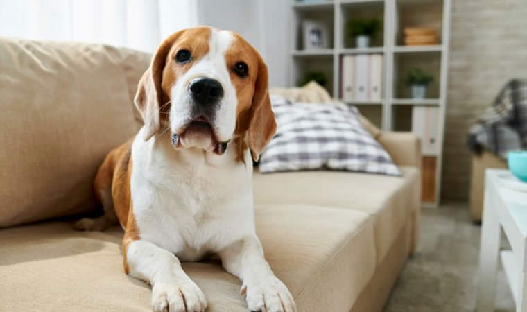Cachorro em apartamento - Cães para apartamento