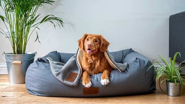 Cão caramelo em sofá