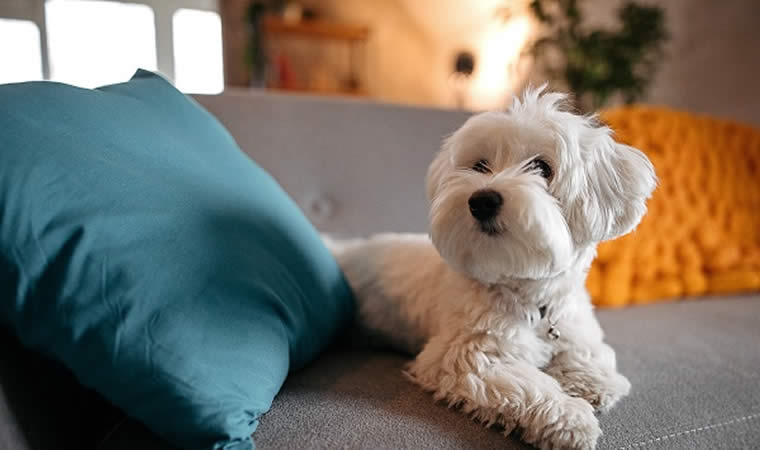 Cachorro deitado no sofá