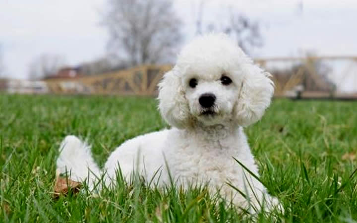 Cachorro poodle