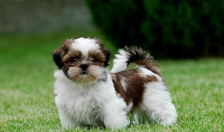 Shih Tzu