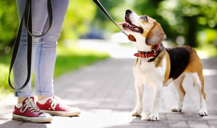 Cão passeando