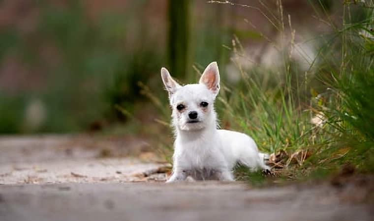 Chihuahua - Cães para apartamento