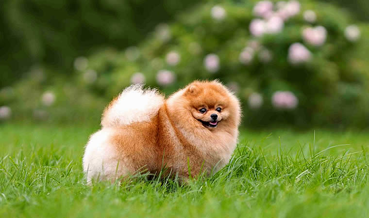 Lulu da pomerania