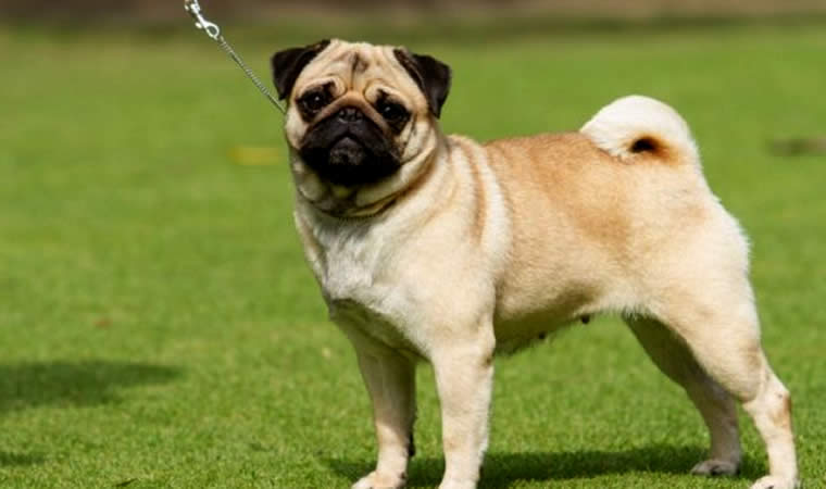 Pug cachorro