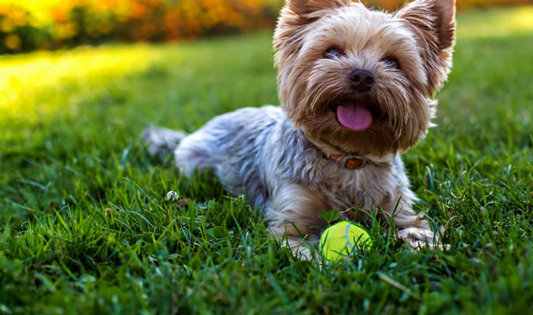 Yorkshire Terrier