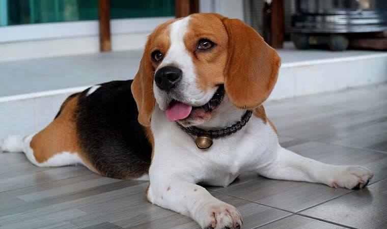 Cachorro Beagle