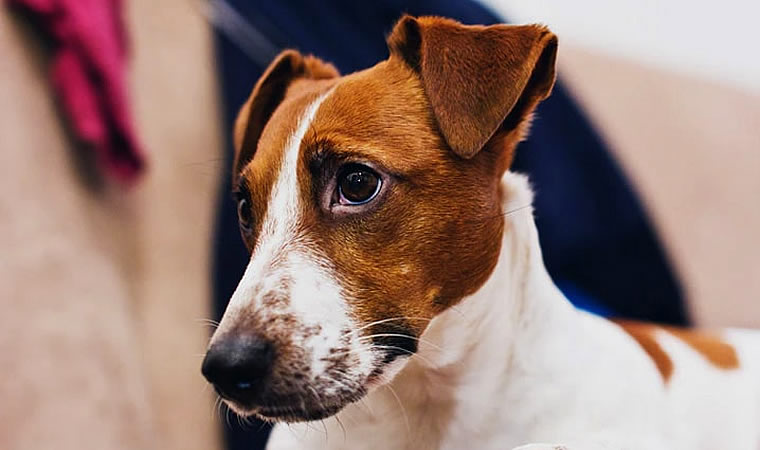 Cachorro branco e marrom deitado