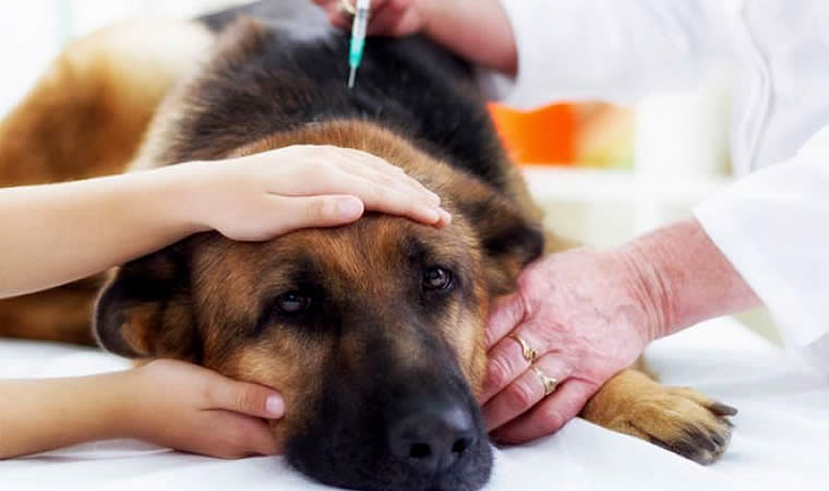 Cachorro deitado tomando injeção 