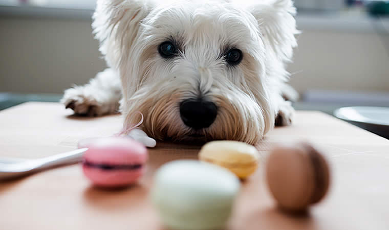 Cachorro olhando para bolachas - Diabetes em cães