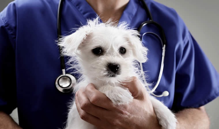 Médico segurando cachorro - Diabetes em cães