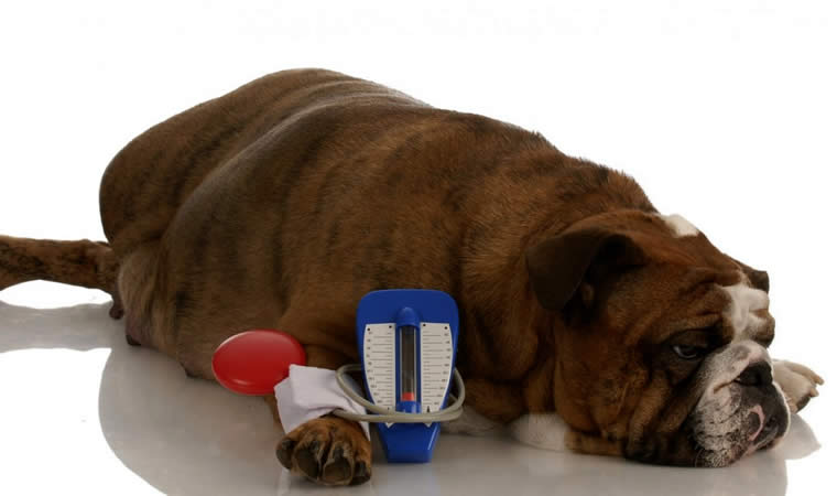 Pet deitado - Diabetes em cães