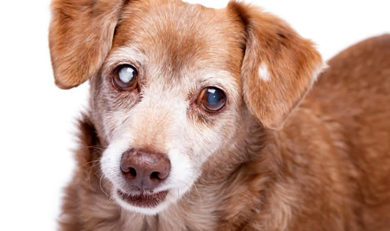 Cachorro caramelo com catarata