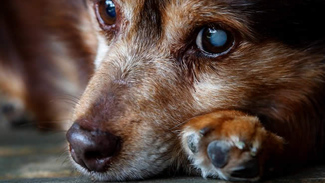 Cão com catarata