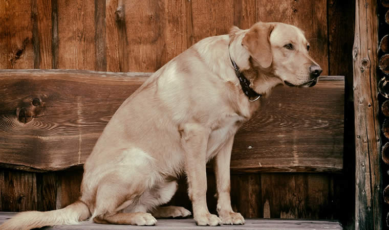 Cão idoso sentado