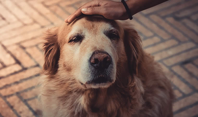 Mão acariciando pet