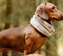 Cachorro Dachshund Com Cachecol