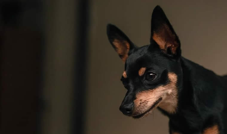 Cachorro Pinscher