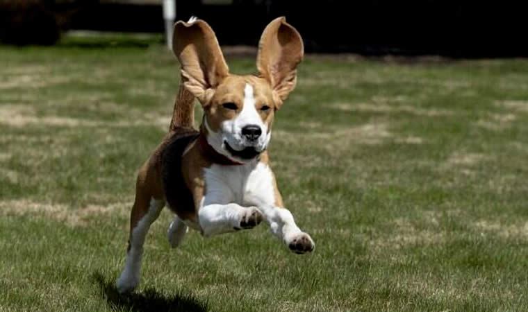 Cão Beagle Correndo Com Orelhas Para Cima