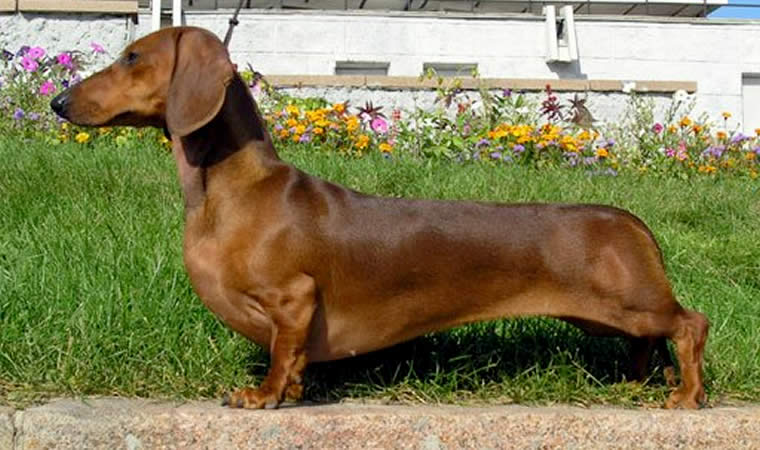 Cão Dachsund Passeando - Raças de Cães Pequenos