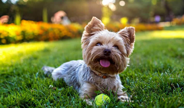 Cão Deitado na Grama Com Bolinha - Raças de Cães Pequenos