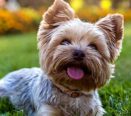 Fonte: Patas da Casa