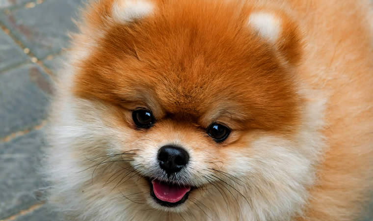 Rosto do Cachorro Lulu da Pomerânia Cor Bege - Raças de Cães Pequenos