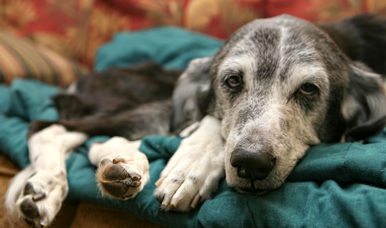 Cachorro doente - Carvão ativado para cachorro