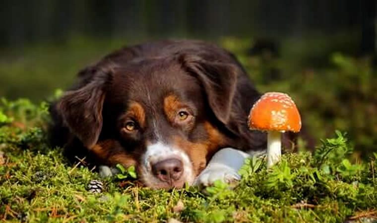 Cachorro perto de cogumelo