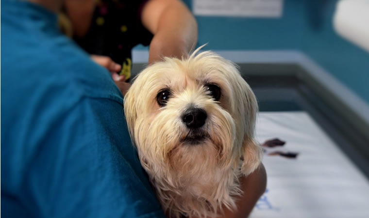 Cachorro em colo de veterinário