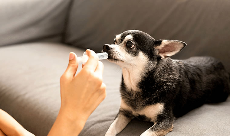 Dosagem de remédio para pet