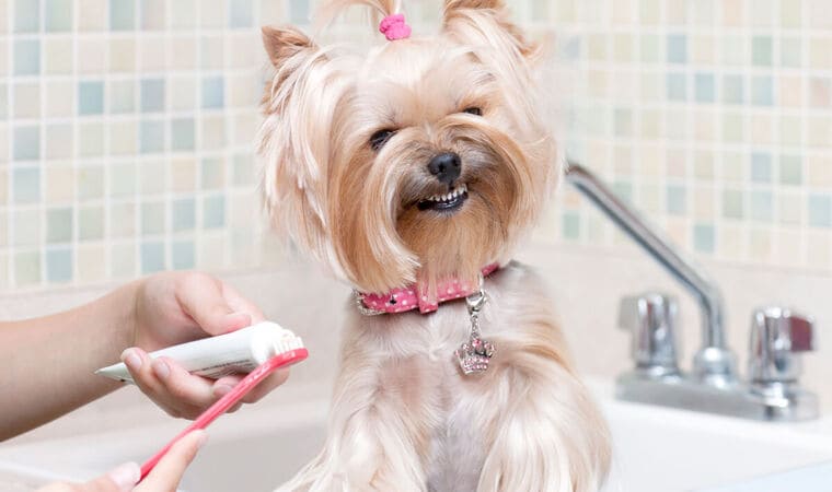 Cachorro escovando os dentes feliz 