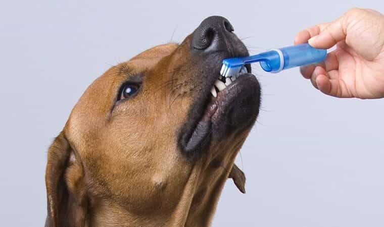 Cachorro escovando os dentes