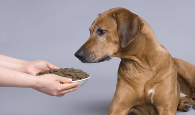 Cachorro comendo ração seca