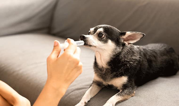 Remédio caseiro para mau hálito de cachorro